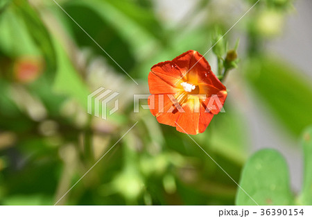 マルバルコウソウ(丸葉縷紅草) マルバルコウソウ(丸葉縷紅草) 36390154