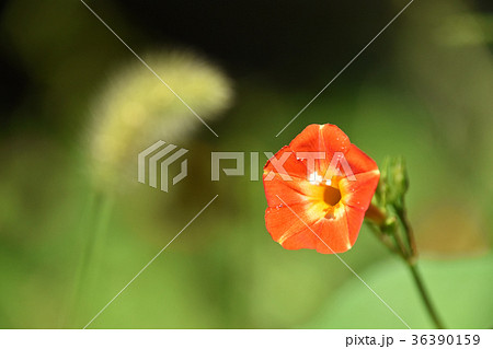 マルバルコウソウ 丸葉縷紅草 の写真素材
