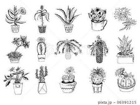 Succulents set, cactus, peyote, echeveria 36391215