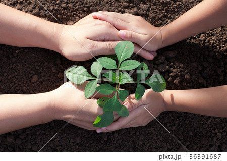 Child and parent hand planting young tree Child and parent hand planting young tree 36391687