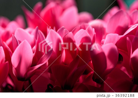 ピンクのシクラメンの花弁 36392188