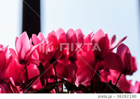 ピンクのシクラメンの花弁 36392190