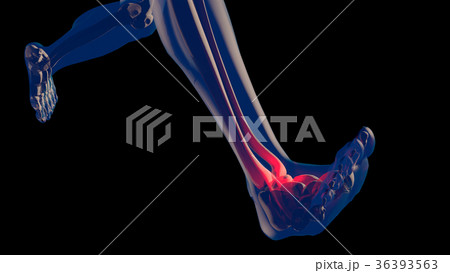 Ankle Pain in Human Body Transparent Design Ankle Pain in Human Body Transparent Design 36393563