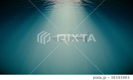 The Great White Shark in the Ocean Side View 36393963