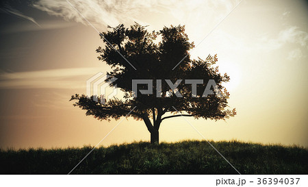 Lonely Tree on Summer Field in the Sunset Sunrise 36394037