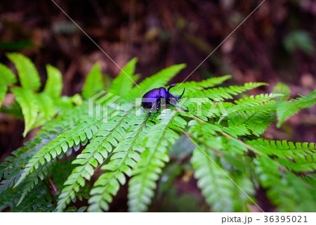 Rhinoceros beetle - Arthropoda on fern leaf  36395021
