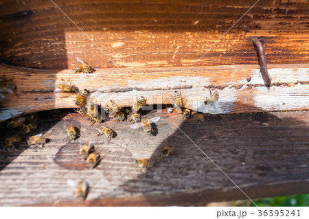 Bee with pollen that enter in the hive 36395241