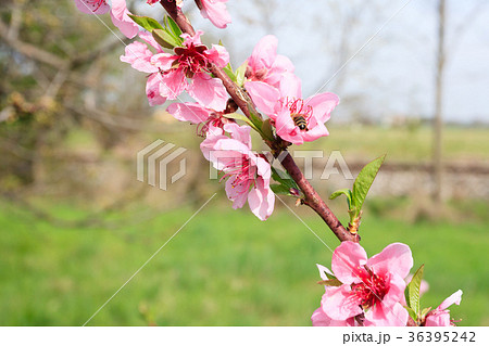Bee on peach flower. Beekeeping Bee on peach flower. Beekeeping 36395242