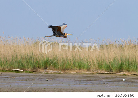 Purple heron close up.Po river lagoon Purple heron close up.Po river lagoon 36395260