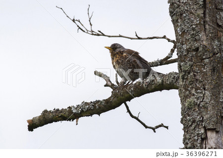 Fieldfare (Turdus pilaris) 36396271