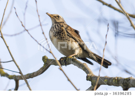 Fieldfare (Turdus pilaris) 36396285