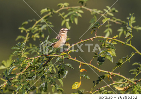 Whinchat (Saxicola rubetra) Whinchat (Saxicola rubetra) 36396352