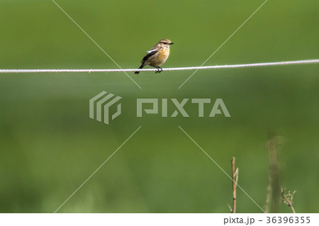 Whinchat (Saxicola rubetra) Whinchat (Saxicola rubetra) 36396355