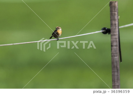 Whinchat (Saxicola rubetra) Whinchat (Saxicola rubetra) 36396359
