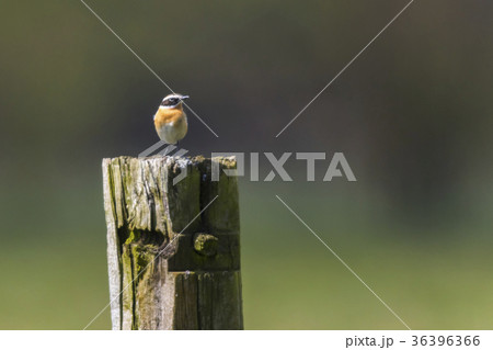 Whinchat (Saxicola rubetra) 36396366