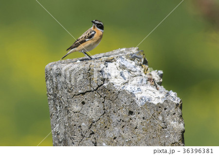 Whinchat (Saxicola rubetra) 36396381