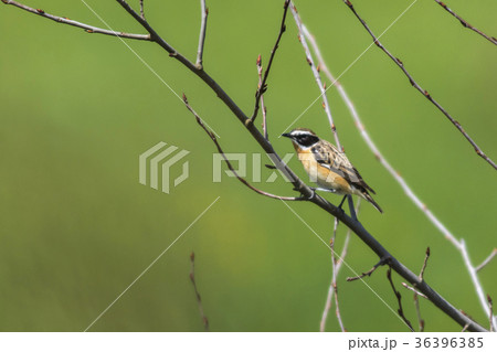Whinchat (Saxicola rubetra) 36396385