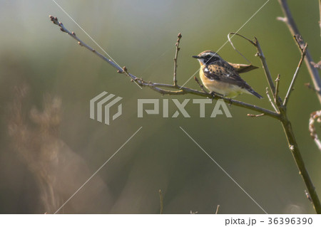 Whinchat (Saxicola rubetra) 36396390