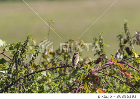 Whinchat (Saxicola rubetra) Whinchat (Saxicola rubetra) 36396393