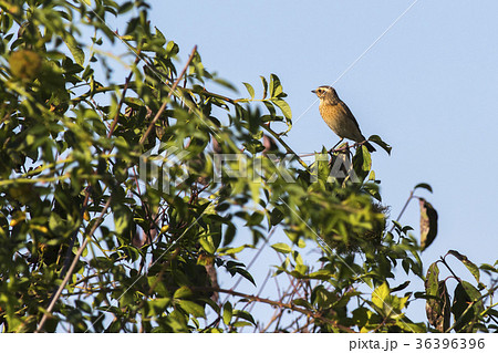 Whinchat (Saxicola rubetra) Whinchat (Saxicola rubetra) 36396396