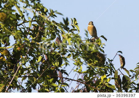Whinchat (Saxicola rubetra) 36396397