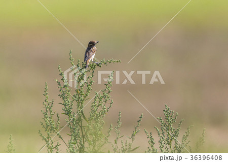Whinchat (Saxicola rubetra) 36396408