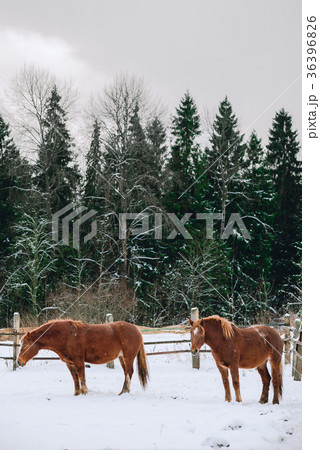 horses in the enclosure at the horse farm horses in the enclosure at the horse farm 36396826