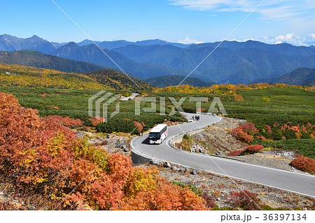 紅葉の乗鞍エコーラインをゆく高原バス 紅葉の乗鞍エコーラインをゆく高原バス 36397134
