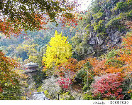 紅葉の行道山浄因寺 紅葉の行道山浄因寺 36397380