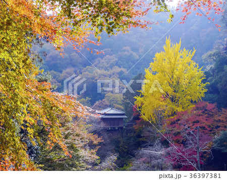 秋の行道山浄因寺 36397381