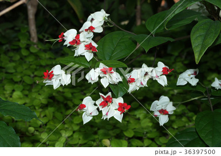 ゲンペイクサギ 36397500