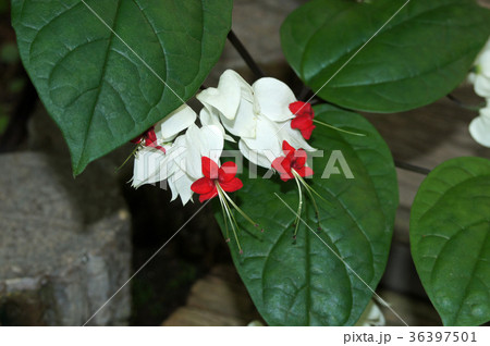 ゲンペイクサギ 36397501