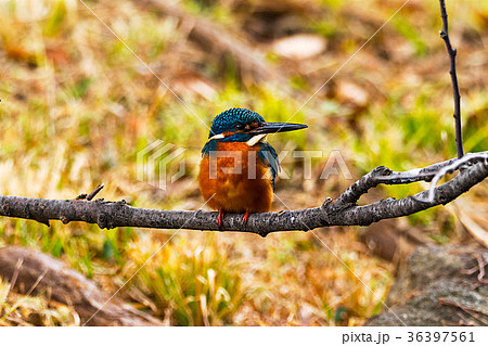 水辺で魚を狙うカワセミ 36397561
