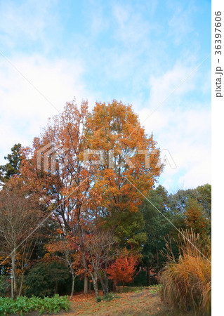 コナラ黄葉 コナラ黄葉 36397606