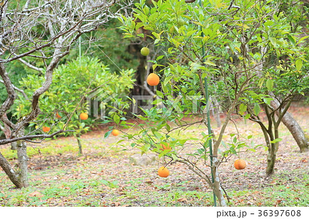 ダイダイの実 36397608