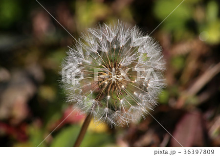 タンポポの綿毛 タンポポの綿毛 36397809