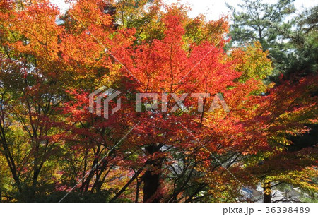 福井県　西山公園　紅葉 36398489