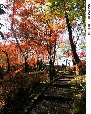 福井県　西山公園　紅葉 36398490