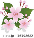サクラの花 36398682
