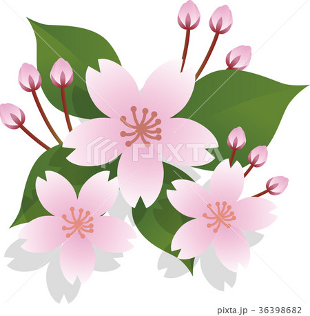 サクラの花 36398682