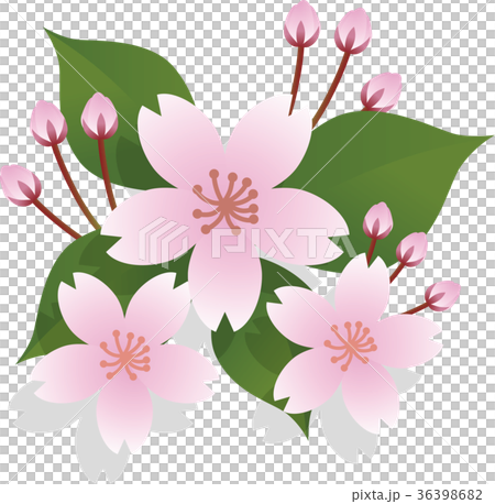 サクラの花 36398682