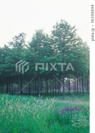 季節 夏 龍仁市 36398894