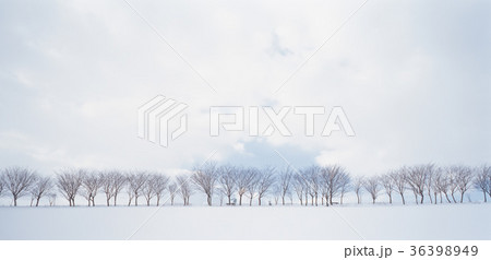 冬 高敞郡 雪景色 36398949