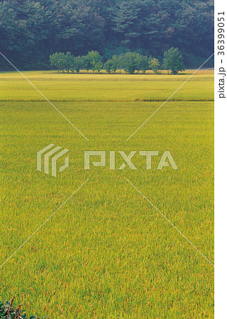 秋 慶北 ノン 36399051