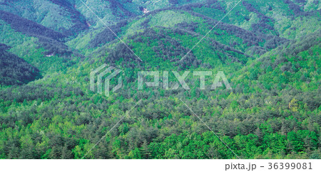 江原道 国立公園 木 36399081