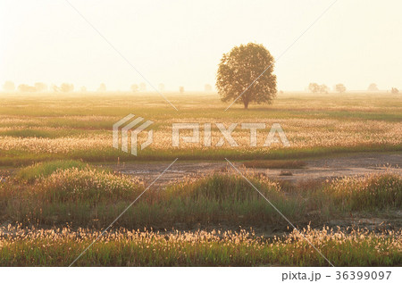 秋 朝 霧 36399097