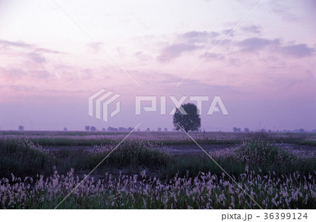 秋 季節 植物 36399124