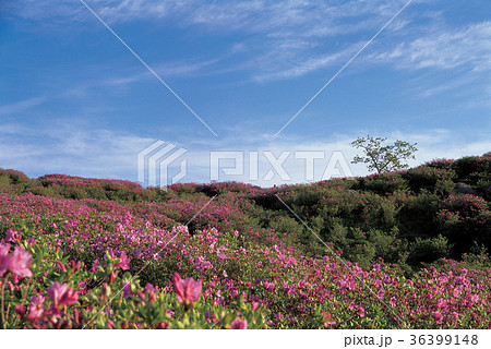 花 山 ツツジ 36399148