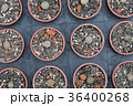 植物 工場 プランツ 36400268