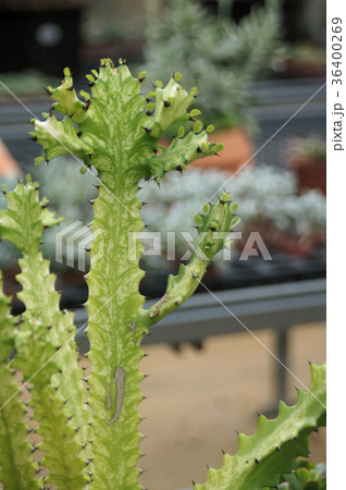 植物 工場 プランツ 36400269